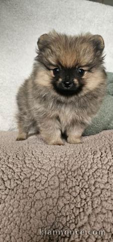 chiot spitz allemand femelle disponible 