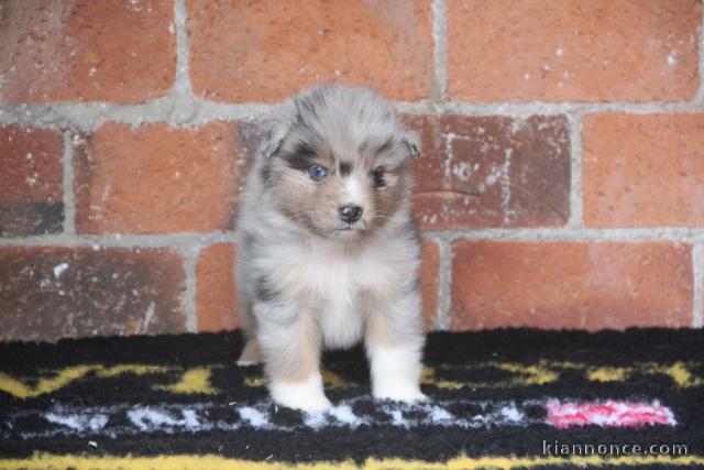 Adoption chiot berger australien disponible 