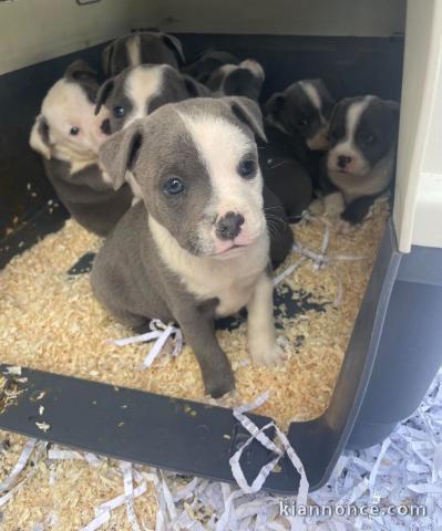 chiot staffie à donner mâle et femelle 