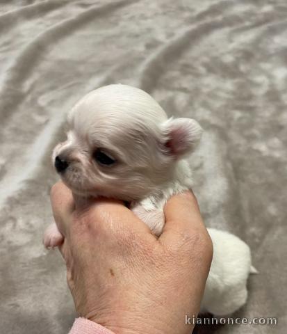 Je donner chiot chihuahua disponible 