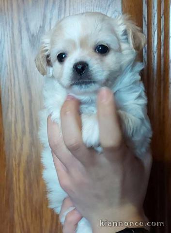 Chiot chihuahua femelle disponible 