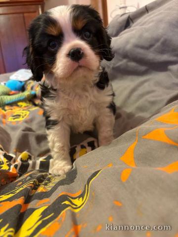 Chiot cavalier king charle femelle disponible 