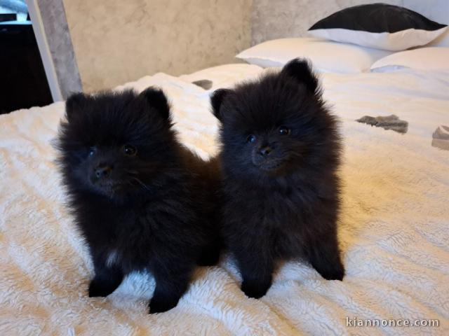 chiots spitz allemand disponible 