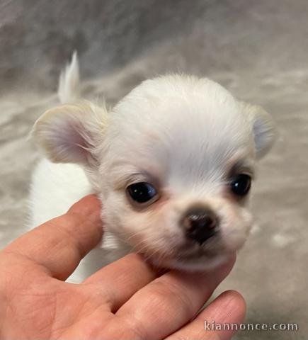 Adoption chiot chihuahua disponible 