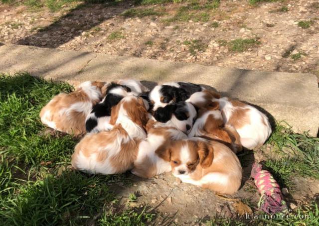 chiots cavalier king charle disponible pour adoption 