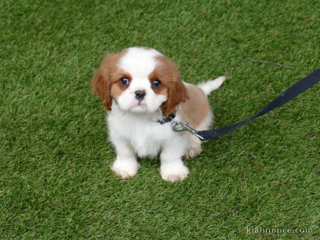 Dons chiot cavalier king charle 