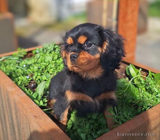 chiot cavalier king charle mâle 