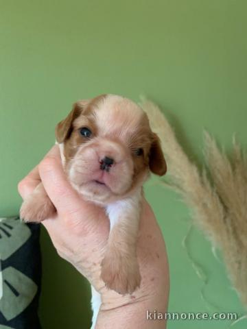 Adoption chiot cavalier king charle disponible 