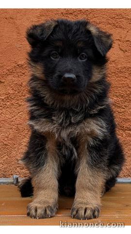 Chiots berger allemand à adopter 