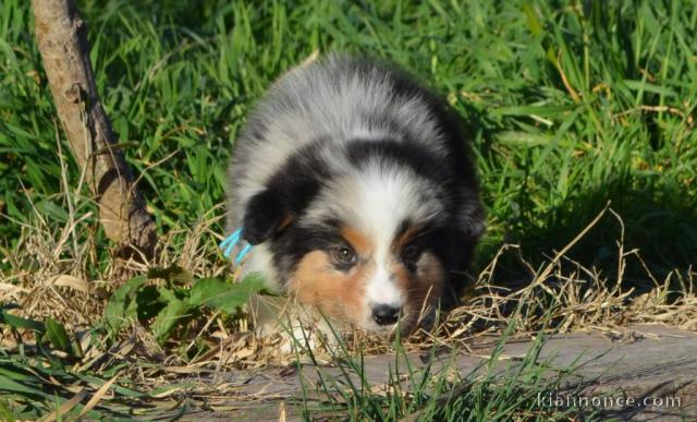 chiot berger australien à donner 