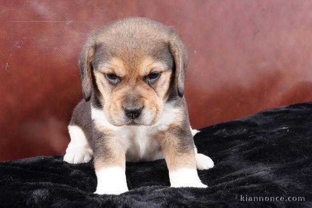 Adorable chiot beagle à donner 