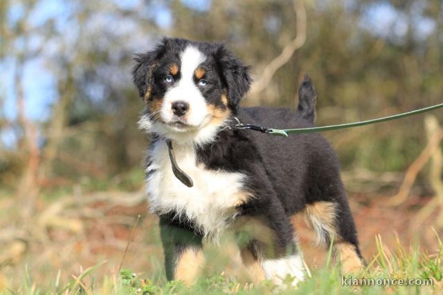 chiot berger australien femelle à donner 