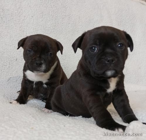 Chiots Staffordshire Bull Terrier disponible 