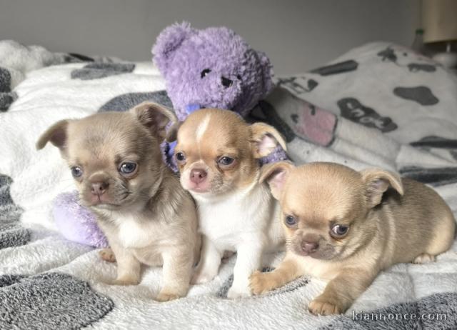 Adoption chiot chihuahua disponible 