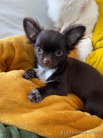 Je donner chiot chihuahua disponible 