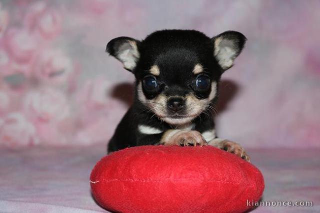 chiot chihuahua femelle disponible 