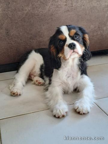 Chiot cavalier king charle disponible 