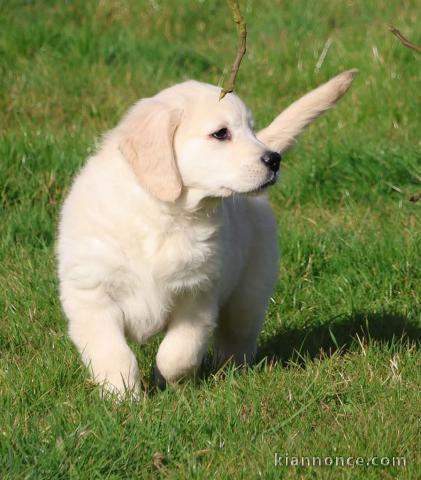 Chiot golden retriever à donner 