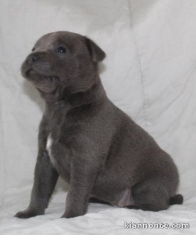 Chiot York disponible pour adoption 