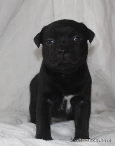 chiot staffie à donner mâle et femelle 