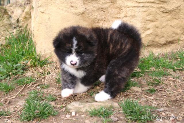 Magnifique chiot akita inu