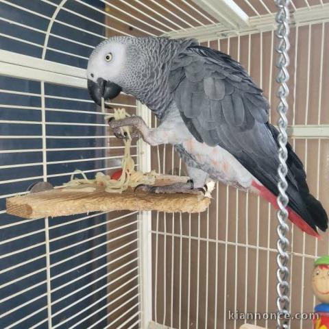 Perroquet gris Gabon disponible pour adoption 