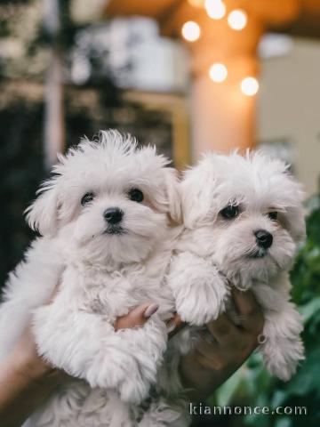 Chiots bichon maltais à adopter 