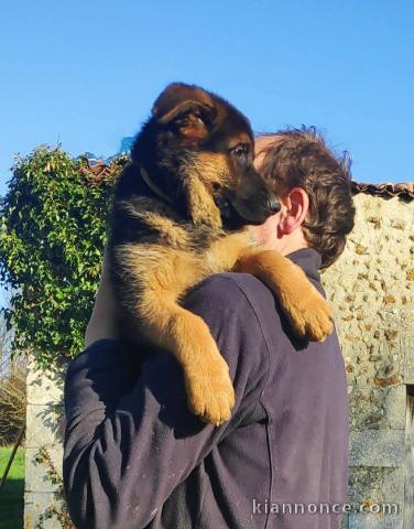 chiots berger allemand disponible 