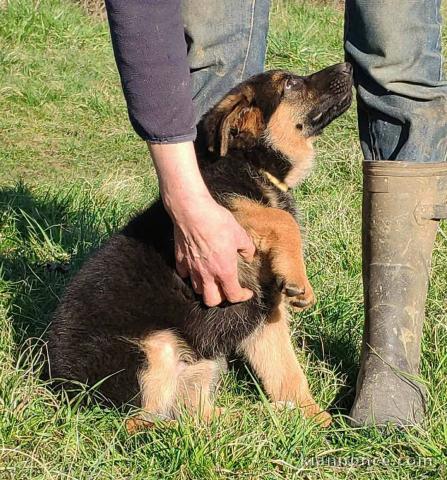 Dons chiot berger allemand disponible 