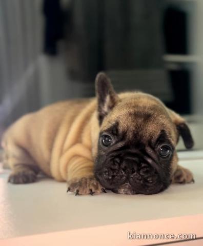 Chiot bouledogue français à adopter 