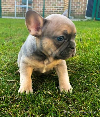 chiot bouledogue français à adopter 