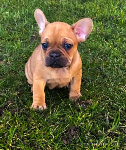 Chiot bouledogue français à adopter 