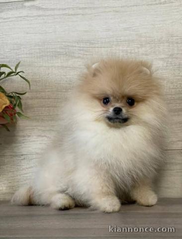 chiot spitz allemand disponible 