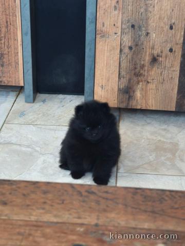 Chiot spitz allemand disponible 