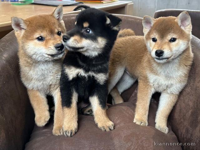 chiot Shiba inu à donner 