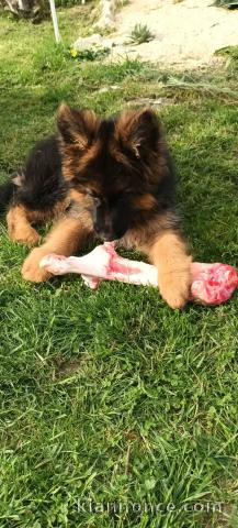 chiot berger allemand disponible pour adoption 