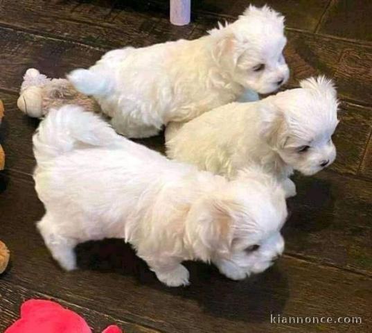 Adoption chiot bichon maltais disponible 