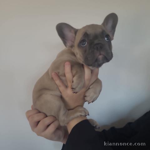 chiot bouledogue français disponible 