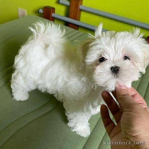 Chiot bichon maltais à adopter 