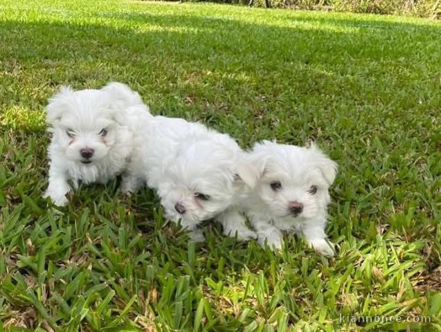 Chiot bichon maltais à adopter disponible 