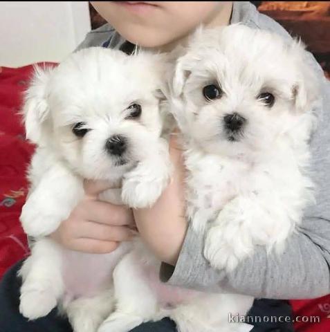 Magnifique chiot bichon maltais disponible 