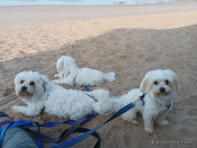 Je donner chiot bichon maltais disponible de suite 