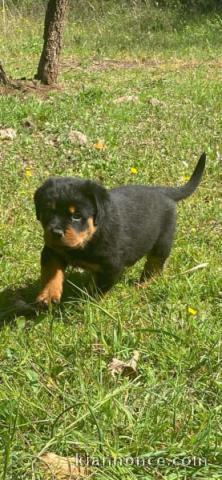 adorable chiot rottweiler à donner 