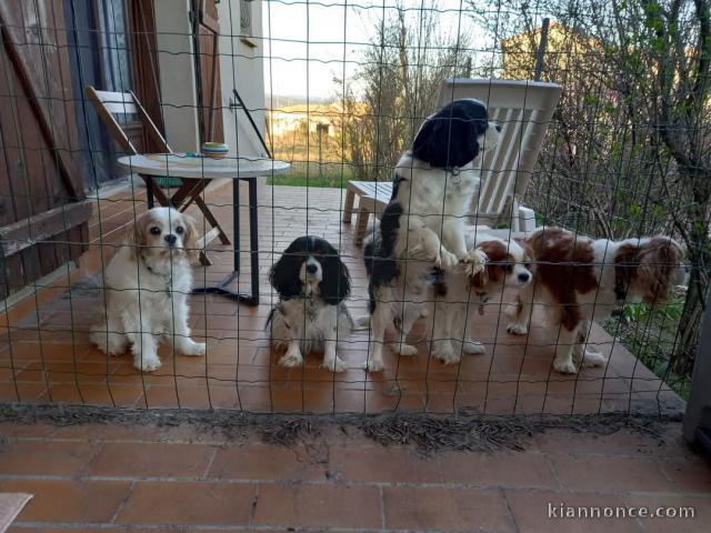 chiot cavalier king charle disponible pour adoption 