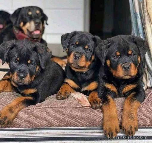 Adoption chiot rottweiler disponible 