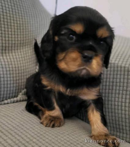 Je donner chiot cavalier king charle disponible 