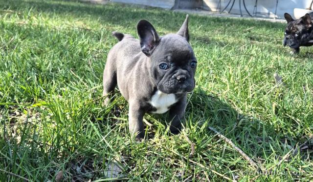 Dons chiot bouledogue français disponible 