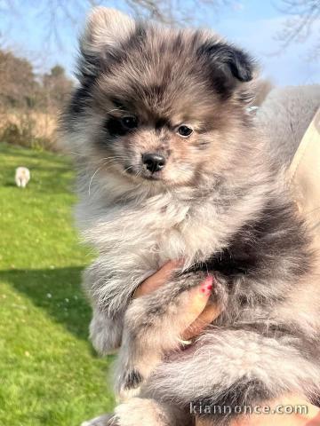 chiot spitz allemand disponible pour adoption 