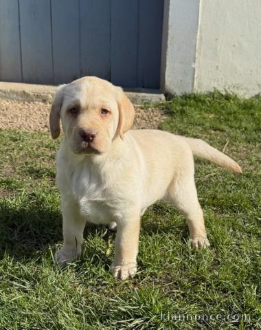 adorable chiot labrador à adopter disponible 