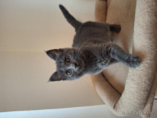 Adorable chaton chartreux disponible 